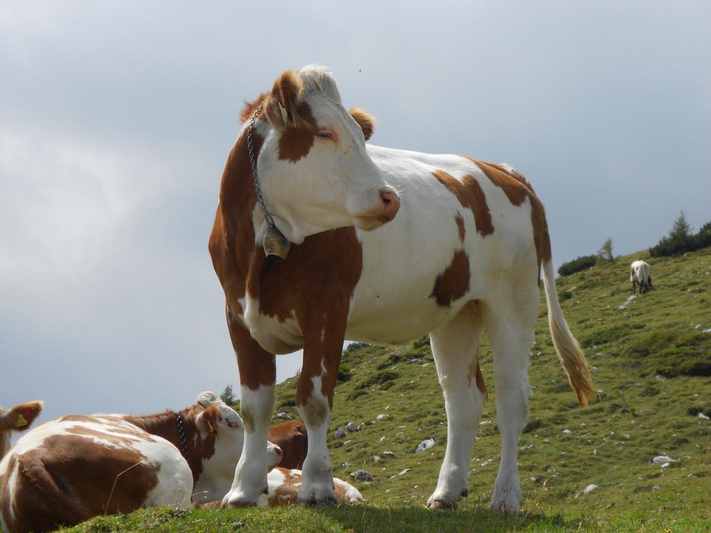 Ferienwohnung Andritsch Sankt Georgen im Gailtal Buitenkant foto